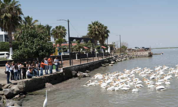 Terranova students photograph pelican migration in Petatán